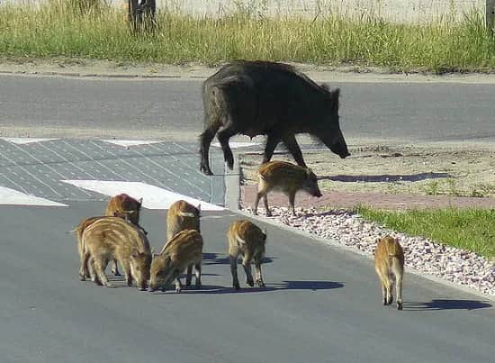Dziki na osiedlu: Jak reagować i chronić swoje bezpieczeństwo?